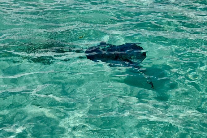 ANTIGUA FROM TOP TO BOTTOM: Stingray City, Beach, lunch & more... - Guides, photos, and the feel of the day