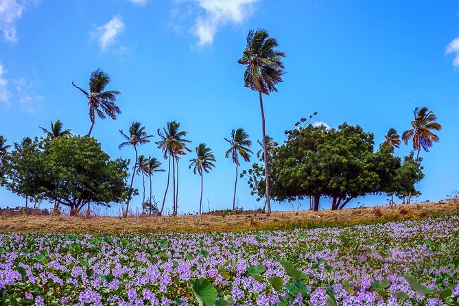 Antigua Shore Excursion: Round Island Tour - Is $121 per person a fair price?