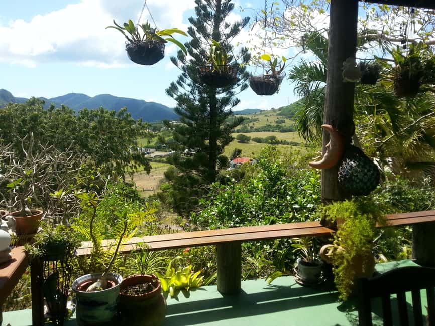 Antiguan experience home tour with local guide with lunch - Medicinal Plants and Fresh Herbal Tea