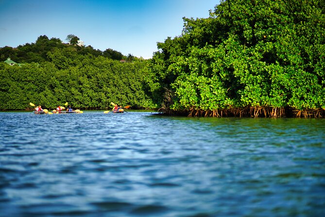 Clear Kayak Tour in Mangrove Antigua - Key points to know before you book