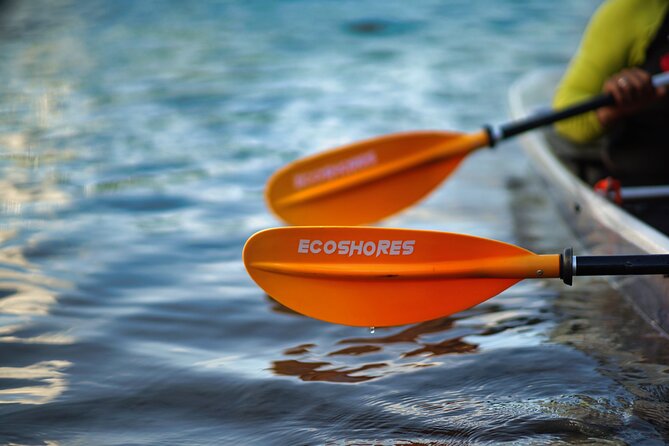 Clear Kayak Tour in Mangrove Antigua - Why the mangroves make a good Antigua outing