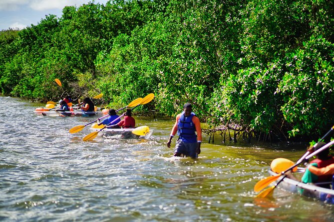 Clear Kayak Tour in Mangrove Antigua - What you may see below the clear hull
