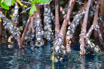 Clear Kayak Tour in Mangrove Antigua