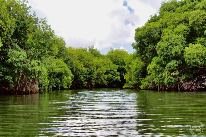 Clear Kayak Tour in Mangrove Antigua - Brittany’s role in the experience