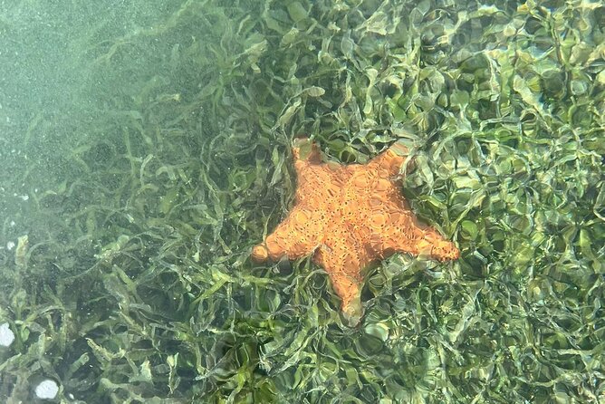 Crystal Kayak & Snorkel Eco Tour (with transfer) - Moving From Mangroves to the Reef