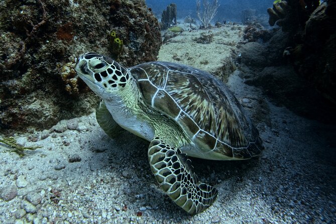 DiveCarib - An Eco-Friendly Certified Diver Trip in Antigua - Key Points Before You Book