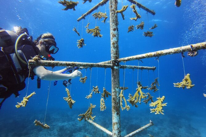 DiveCarib - An Eco-Friendly Certified Diver Trip in Antigua - Marine Life Without the Fish Food Trick