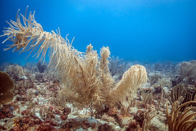 DiveCarib - An Eco-Friendly Certified Diver Trip in Antigua - Conditions Can Change the Second Site