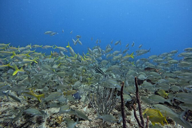 DiveCarib - An Eco-Friendly Certified Diver Trip in Antigua - Equipment, Fitness, and Recent Experience