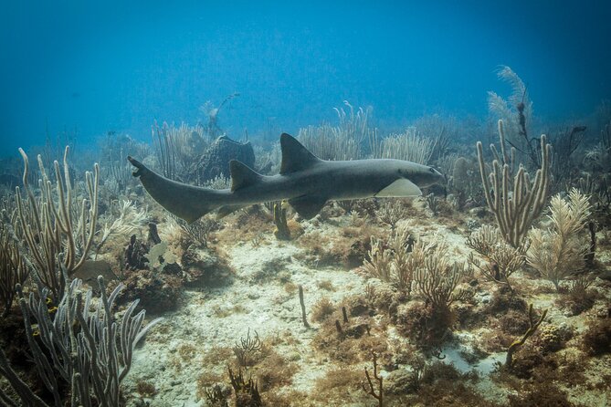 DiveCarib - An Eco-Friendly Certified Diver Trip in Antigua - What the $199 Price Really Covers