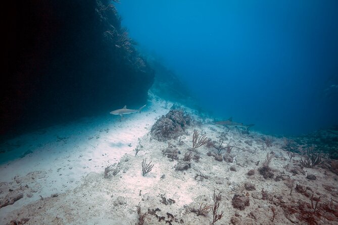 DiveCarib - An Eco-Friendly Certified Diver Trip in Antigua - Communication Matters for Cruise Ship Schedules