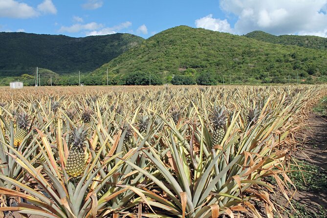 Half-Day Tour: A Taste of Paradise and History of Antigua - Nelson’s Dockyard adds naval history and atmosphere