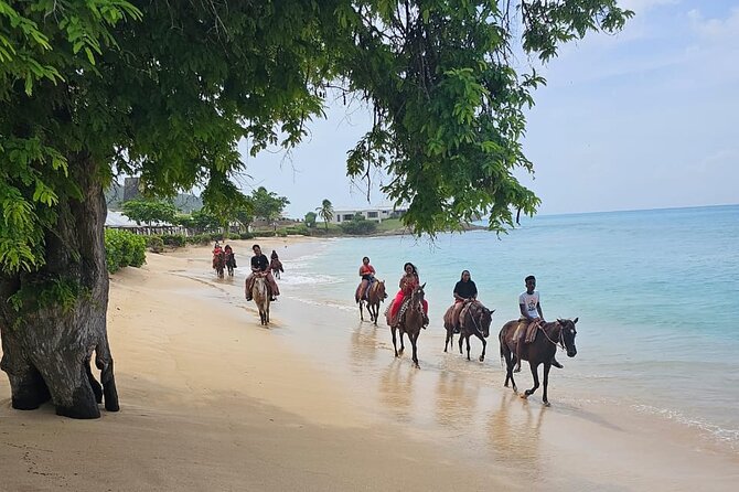 Horseback Riding at Hawksbill Beach in Five islands Antigua - From Peggy Pond Bar & Grill Into Antigua’s Hills