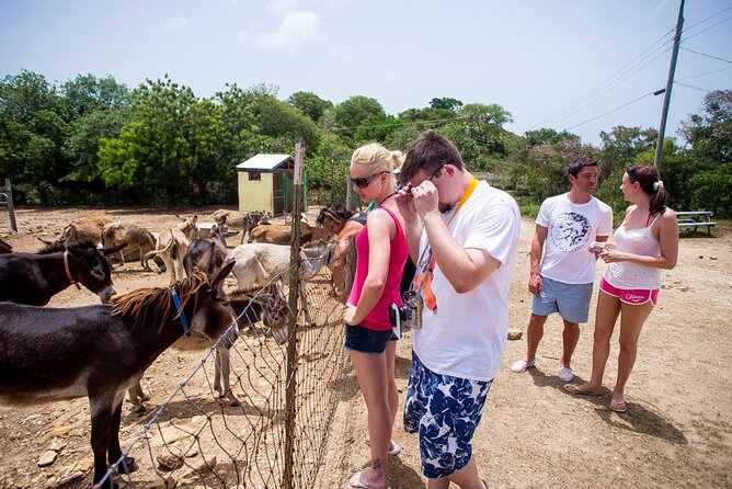 Island Safari Discovery - Starting with a local guide and Antigua’s story