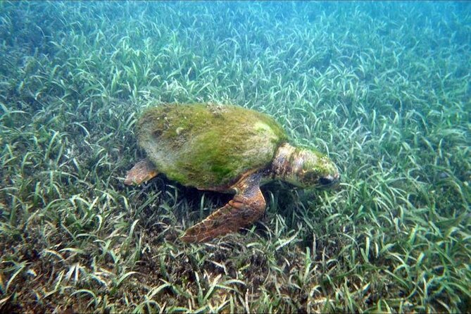 Private Snorkeling and Sightseeing Tour of Antigua - Galleon Beach snorkeling, without a boat