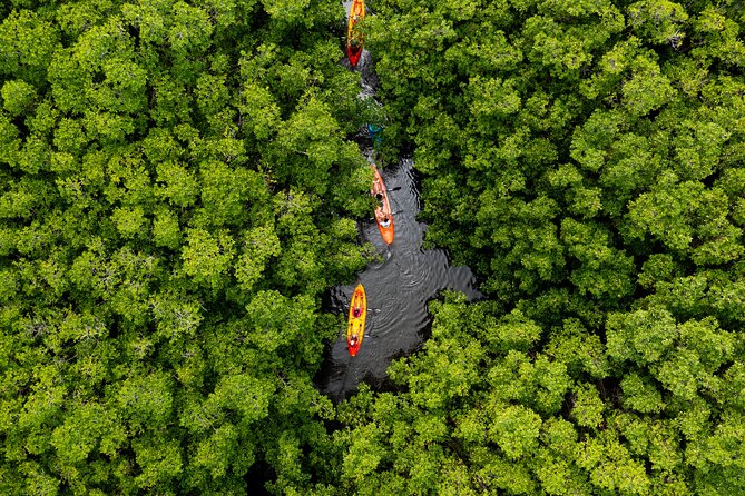SoCoHo Eco Half Day - Mangrove Kayak & Reef Snorkeling - Key points to know before you book