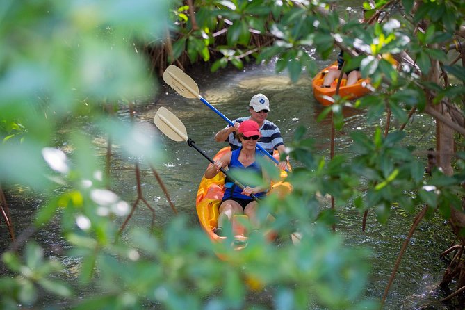 SoCoHo Eco Half Day - Mangrove Kayak & Reef Snorkeling - Is $135 a fair price?