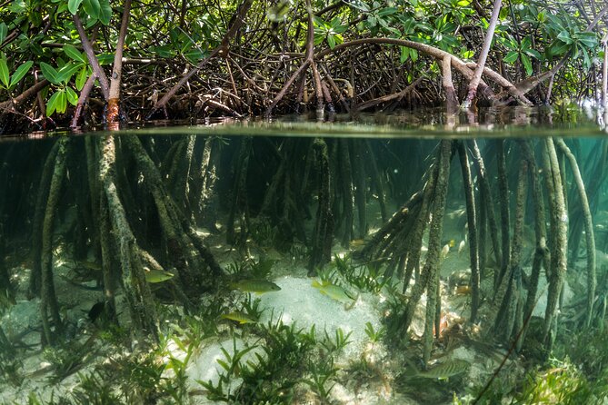 SoCoHo Eco Kayak and Snorkel Tour - Snacks, lunch, and the real value of the $85 price