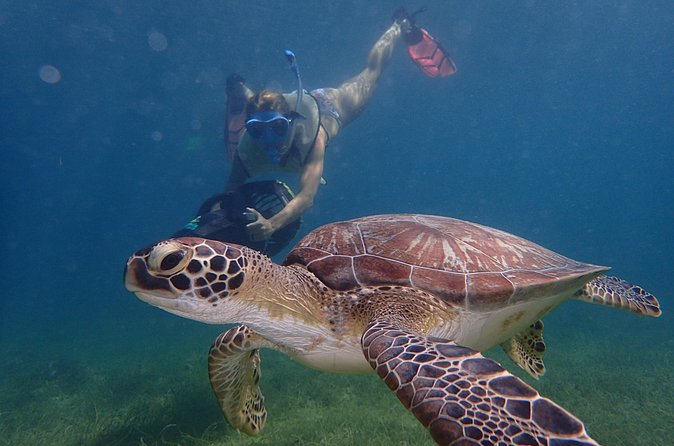 Turtle Beach Power Snorkeling Adventure - Timing, Pickup, and Small Practical Tips