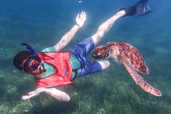 Under the Sea snorkeling(Stingray/Kayak/ Power Snorkel available) - Key points before you book