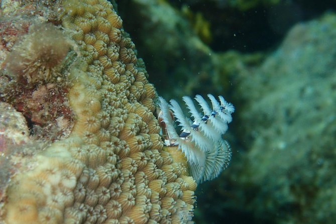 Under the Sea snorkeling(Stingray/Kayak/ Power Snorkel available) - English Harbour and the island add-ons