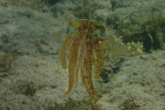 Under the Sea snorkeling(Stingray/Kayak/ Power Snorkel available) - Stingrays, kayaking, and power snorkeling