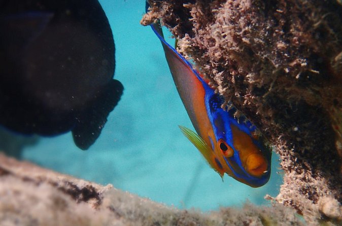 Under the Sea snorkeling(Stingray/Kayak/ Power Snorkel available) - Drinks and the value of $150 per person